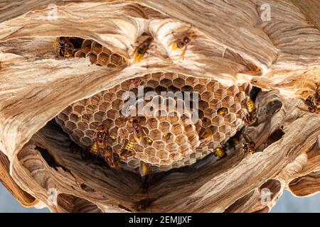 les hornets nichent sous un toit en bois Banque D'Images