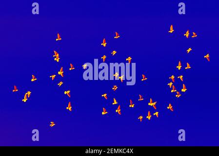 Oiseaux de paix, de liberté et de pacifisme. Un troupeau de pigeons blancs dans un ciel bleu. Banque D'Images