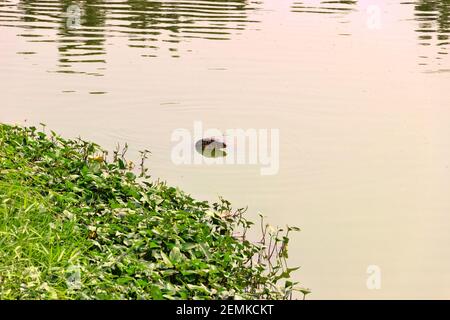 Le moniteur d'eau asiatique, kabaragoya (Varanus salvator komaini - plus sombre), nage dans le lac. Thaïlande Banque D'Images