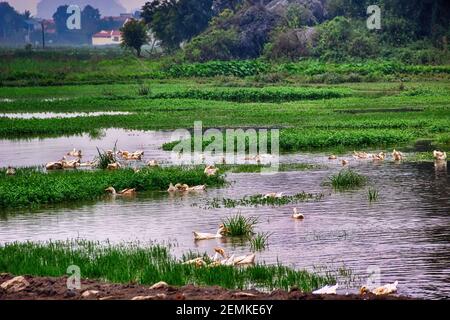 Ferme de canards au Vietnam. Reproduction de canards de Pékin blancs sur un étang naturel dans des montagnes incroyablement pittoresques. L'étang est couvert de jacinthe d'eau qui dans Banque D'Images