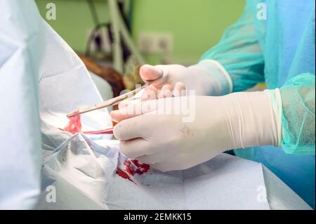 Gros plan d'un chirurgien vétérinaire effectuant une opération chirurgicale sur un chien. Photo de haute qualité. Banque D'Images