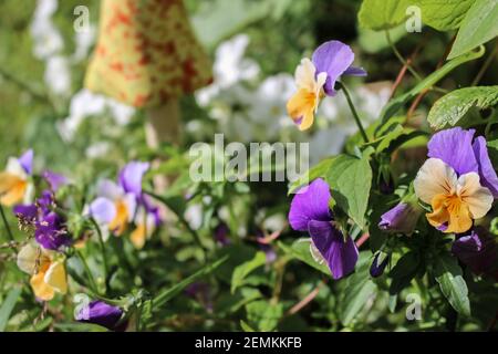 violet corned dans le jardin avec le soleil de près Banque D'Images