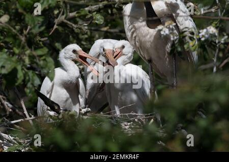 Le spaton eurasien (Platalea leucorodia) avec trois petits spatules sur le nid. Quatre semaines. Photographié aux pays-Bas. Banque D'Images