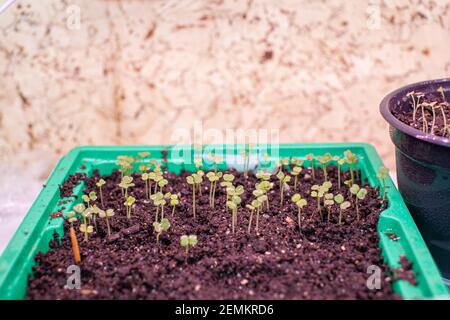 Plantation de jeunes plants dans un grand pot sur la table, à la maison. Banque D'Images