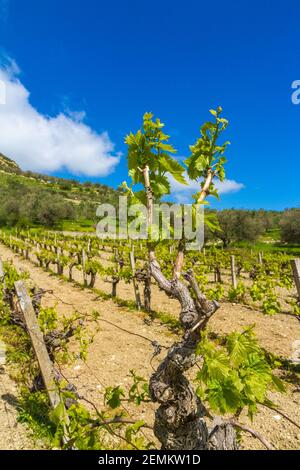 Brindilles de vigne méditerranéennes au printemps avec de jeunes raisins et des tendrils dans le ciel bleu en Crète, Grèce. Banque D'Images