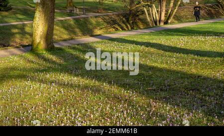 L'herbe verte fraîche et les crocus violets fleurissent sur la pelouse sous les arbres dans le parc lors d'un après-midi ensoleillé au printemps. Promenade naturelle. Banque D'Images
