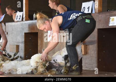 Femme, Helga Sinclair, en tonte de mouton au Royal Highland Show, Écosse Banque D'Images