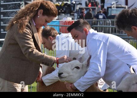 Scottish Female Farmer, Mhairi Davidson jugeant des moutons Cheviot à Balmoral show Irlande du Nord, Royaume-Uni Banque D'Images