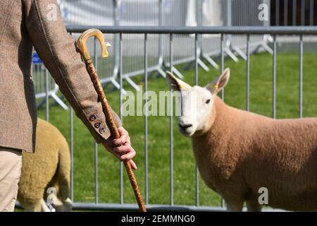 Scottish Female Farmer, Mhairi Davidson jugeant des moutons Cheviot à Balmoral show Irlande du Nord, Royaume-Uni Banque D'Images