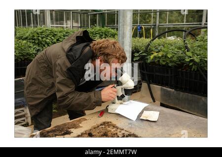 Truffes..... Le Dr Paul Thomas, un entrepreneur en truffe qui a l'intention d'introduire la culture commerciale des variétés de truffes britanniques et périgord sur le plantationspatographe britannique de David Sandison The Independent Banque D'Images