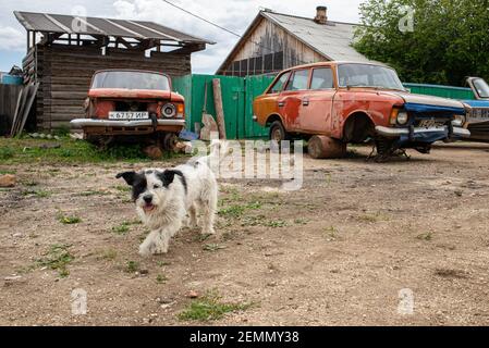 Vieux wagons rétro soviétiques et un chien errant dans le village Khuzhir sur l'île Olkhon, dans le lac Baikal, dans l'est de la Sibérie. La photo a été prise en juillet Banque D'Images