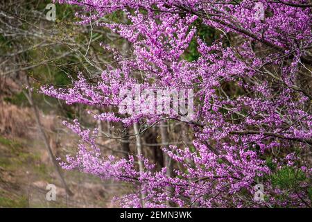 Arbre Redbud de l'est, Cerci canadensis, originaire de l'est de l'Amérique du Nord, montré ici en pleine floraison dans le centre-sud du Kentucky. Faible profondeur de champ. Banque D'Images