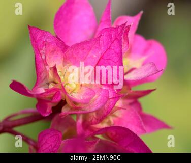 Un bouquet de bougainvilliers roses fleurit contre un vert flou Floraison de fond au début du printemps en Californie Banque D'Images