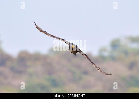 Un grand oiseau cormorant est en contact visuel avec le photographe en vol Banque D'Images