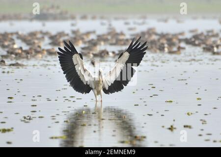 Asian Openbill Stork débarque dans les terres humides Banque D'Images