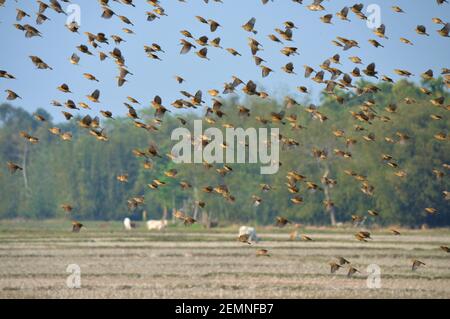 Les oiseaux de Baya weaver survolent le champ de paddy Banque D'Images