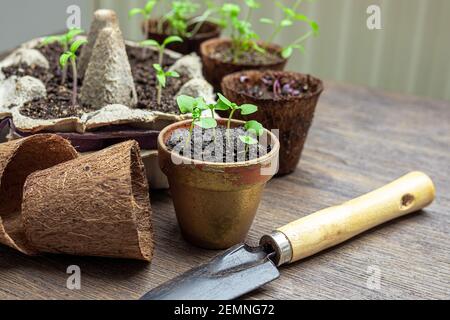 Plantules de légumes dans des pots biologiques écologiques et des outils de jardinage sur la table, zéro déchet et le lien avec la nature concept Banque D'Images