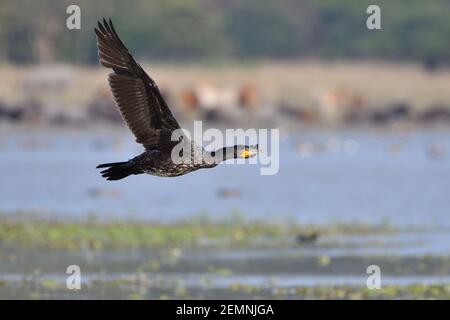 Le grand oiseau Cormorant survolant les terres humides Banque D'Images