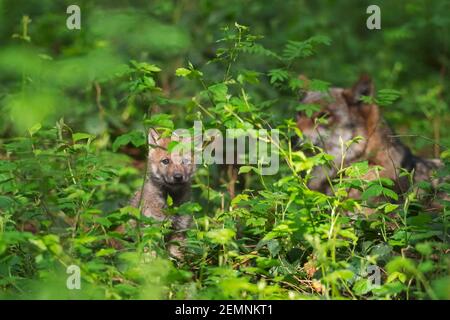 Loup eurasien / loup gris européen / loup gris (Canis lupus) chiot avec femelle adulte dans la sous-croissance / épaissie dans la forêt Banque D'Images