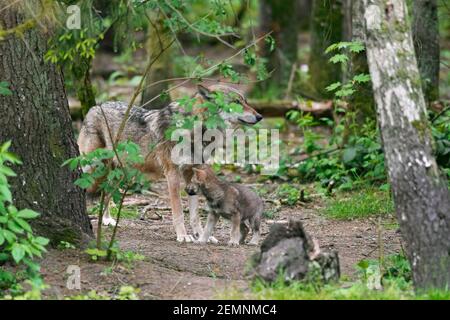 Loup eurasien / loup gris européen / loup gris (Canis lupus) chiot avec une femelle adulte dans la forêt Banque D'Images