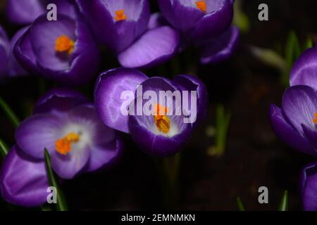 Gros plan de la tête de crocus par le haut montrant de l'étamine. Banque D'Images