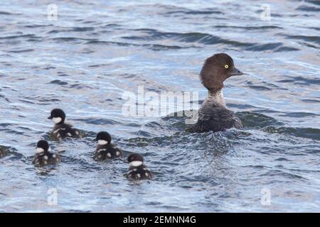 Le garrot d'or de Barrow (Bucephala islandica) nageant avec des poussins dans le lac Mývatn, Islande Banque D'Images