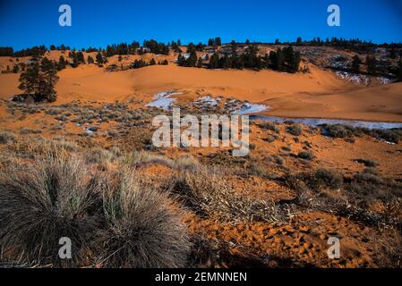 Parc national Coral Pink Sand Dues à la fin de l'hiver. L'érosion, le vent et la météo forment ces dunes à partir des formations rocheuses de grès Navajo voisines. Banque D'Images