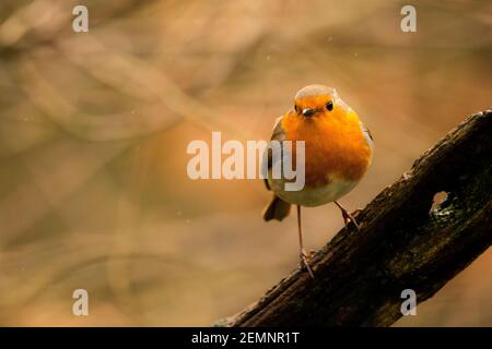 Un oiseau de robin s'assit sur une branche contre une orange arrière-plan Banque D'Images