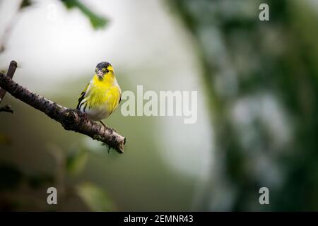 Un oiseau de siskin mâle s'assit sur une branche contre un arrière-plan vert Banque D'Images