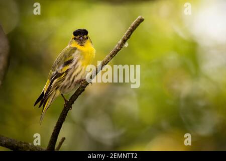 Un oiseau de siskin mâle perché sur une branche regardant la caméra Banque D'Images