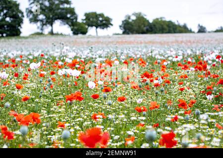 Champ de coquelicots en été, Oxfordshire, Royaume-Uni. Banque D'Images