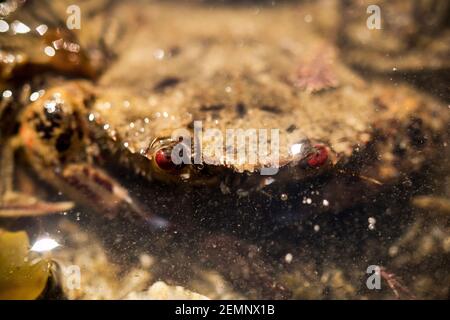 Un crabe aux yeux rouges submergé sous l'eau Banque D'Images