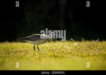 Un oiseau de whimrel se nourrissant dans un champ Banque D'Images