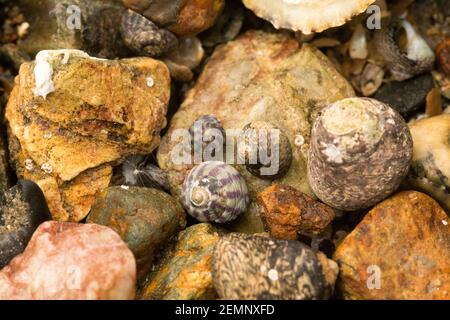 Escargots de mer sur un lit de rochers Banque D'Images