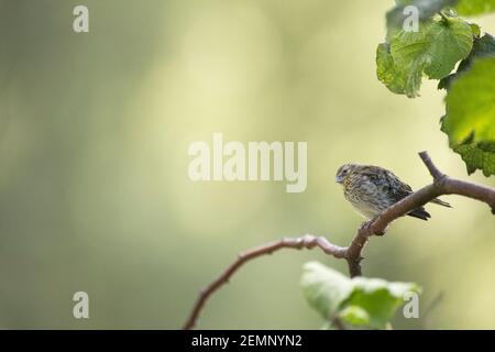 Une femelle oiseau de siskin s'assit sur une branche Banque D'Images