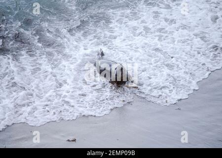 Un sceau gris dans le surf Banque D'Images