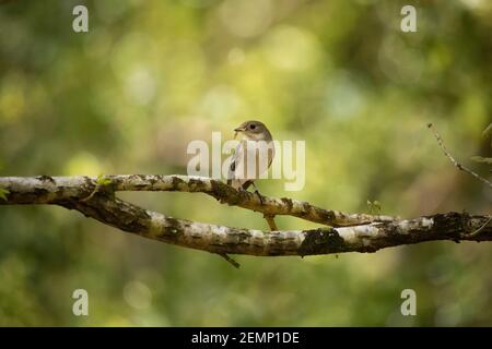 Une femelle à pied attrape-mouche perchée sur une branche Banque D'Images