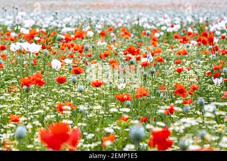 Champ de coquelicots en été, Oxfordshire, Royaume-Uni. Banque D'Images