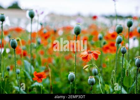 Champ de coquelicots en été, Oxfordshire, Royaume-Uni. Banque D'Images