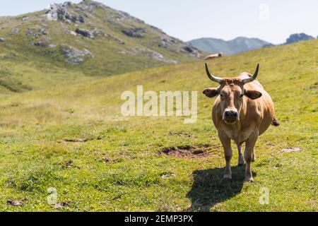 Portrait de la vache brune avec de grandes cornes debout à l'extérieur contre Montagnes par jour ensoleillé dans les hautes terres à Lagos de Saliencia- Asturies- Espagne Banque D'Images