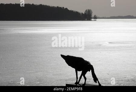 24 février 2021, Mecklembourg-Poméranie occidentale, Waren (Müritz): Le soleil se reflète dans la glace Müritz devant la sculpture 'le Loup-she' de Walther Preik (05.03.1932 - 11.05.2018). Indépendamment des températures douces pendant plus d'une semaine, une calotte glaciaire fermée arrête toujours toute navigation sur le Müritz, le plus grand lac intérieur d'Allemagne avec une superficie de 117 kilomètres carrés. Photo: Bernd Wüstneck/dpa-Zentralbild/ZB Banque D'Images