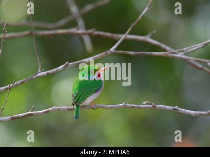 Cuban Tody, Todus multicolore, adulte unique, perché sur la branche, Cuba Banque D'Images