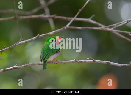 Cuban Tody, Todus multicolore, adulte unique, perché sur la branche, Cuba Banque D'Images