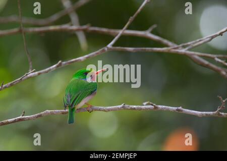 Cuban Tody, Todus multicolore, adulte unique, perché sur la branche, Cuba Banque D'Images