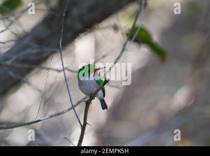 Cuban Tody, Todus multicolore, adulte unique, perché sur la branche, Cuba Banque D'Images