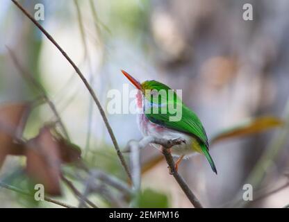 Cuban Tody, Todus multicolore, adulte unique, perché sur la branche, Cuba Banque D'Images