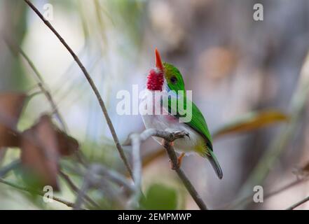 Cuban Tody, Todus multicolore, adulte unique, perché sur la branche, Cuba Banque D'Images