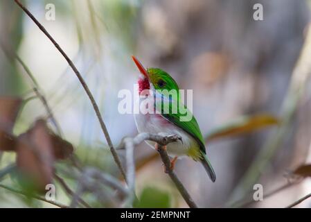 Cuban Tody, Todus multicolore, adulte unique, perché sur la branche, Cuba Banque D'Images