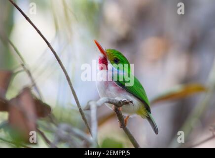 Cuban Tody, Todus multicolore, adulte unique, perché sur la branche, Cuba Banque D'Images