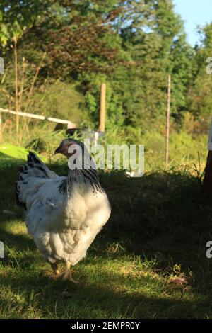 Jeune Sudex Hen Banque D'Images